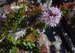 Agathosma lanceolata