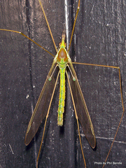 Leptotarsus virescens