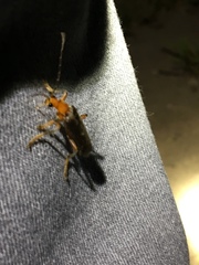 Pacificanthia consors