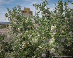 Lycium pallidum oligospermum