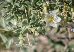 Lycium pallidum oligospermum