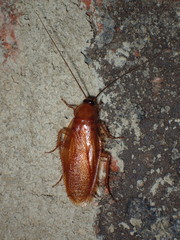 Parcoblatta virginica