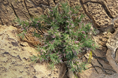 Astragalus spinosus