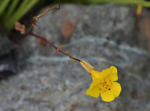 Bare monkeyflower (Erythranthe nudata)