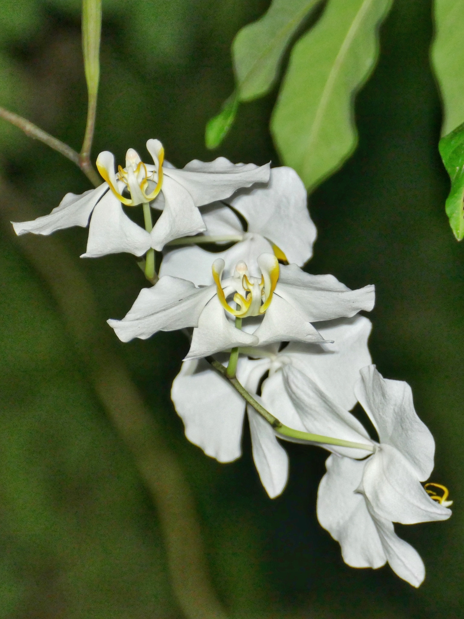 Imagem de Orquídea borboleta