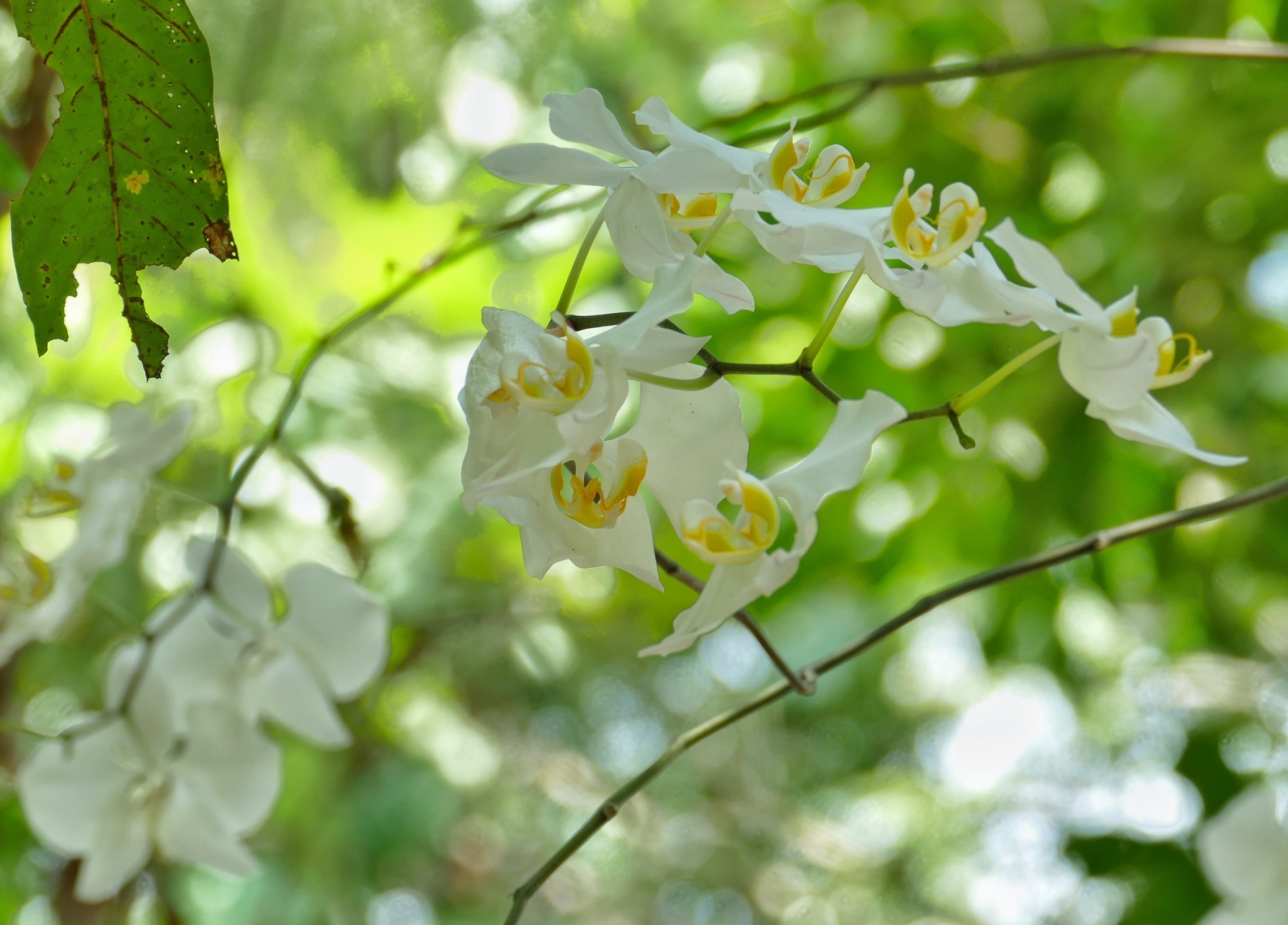 Imagem de Orquídea borboleta