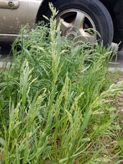 Poa annua