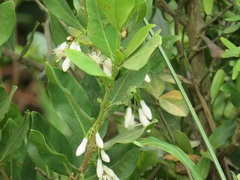 Tricalysia sonderiana