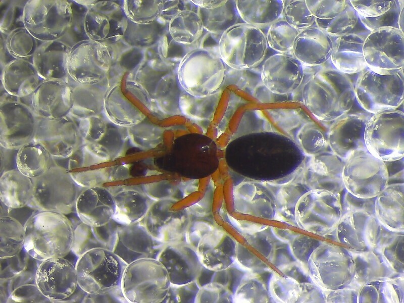 Walckenaeria stylifrons