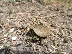 Kinosternon hirtipes murrayi