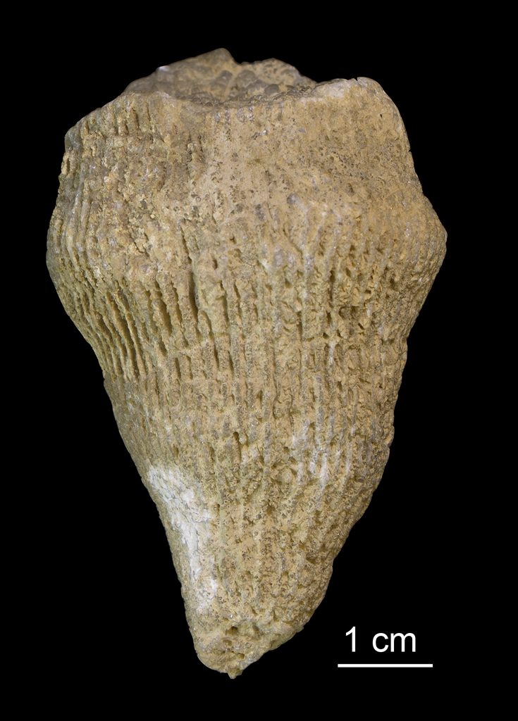 Horn Corals