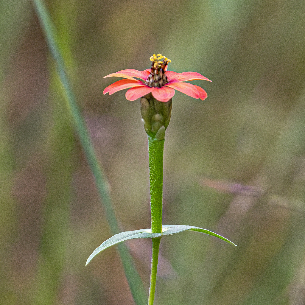 Peruvian zinnia from West Rand District Municipality, South Africa on ...