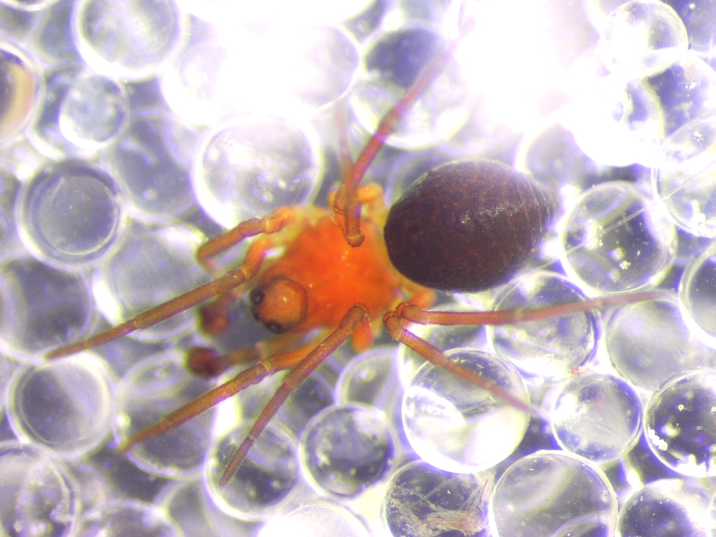 Trichopterna cucurbitina