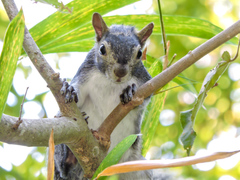 Sciurus colliaei