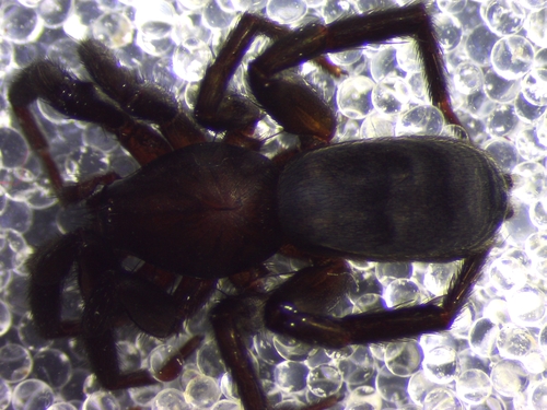 Zelotes manius