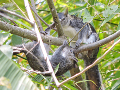 Sciurus colliaei