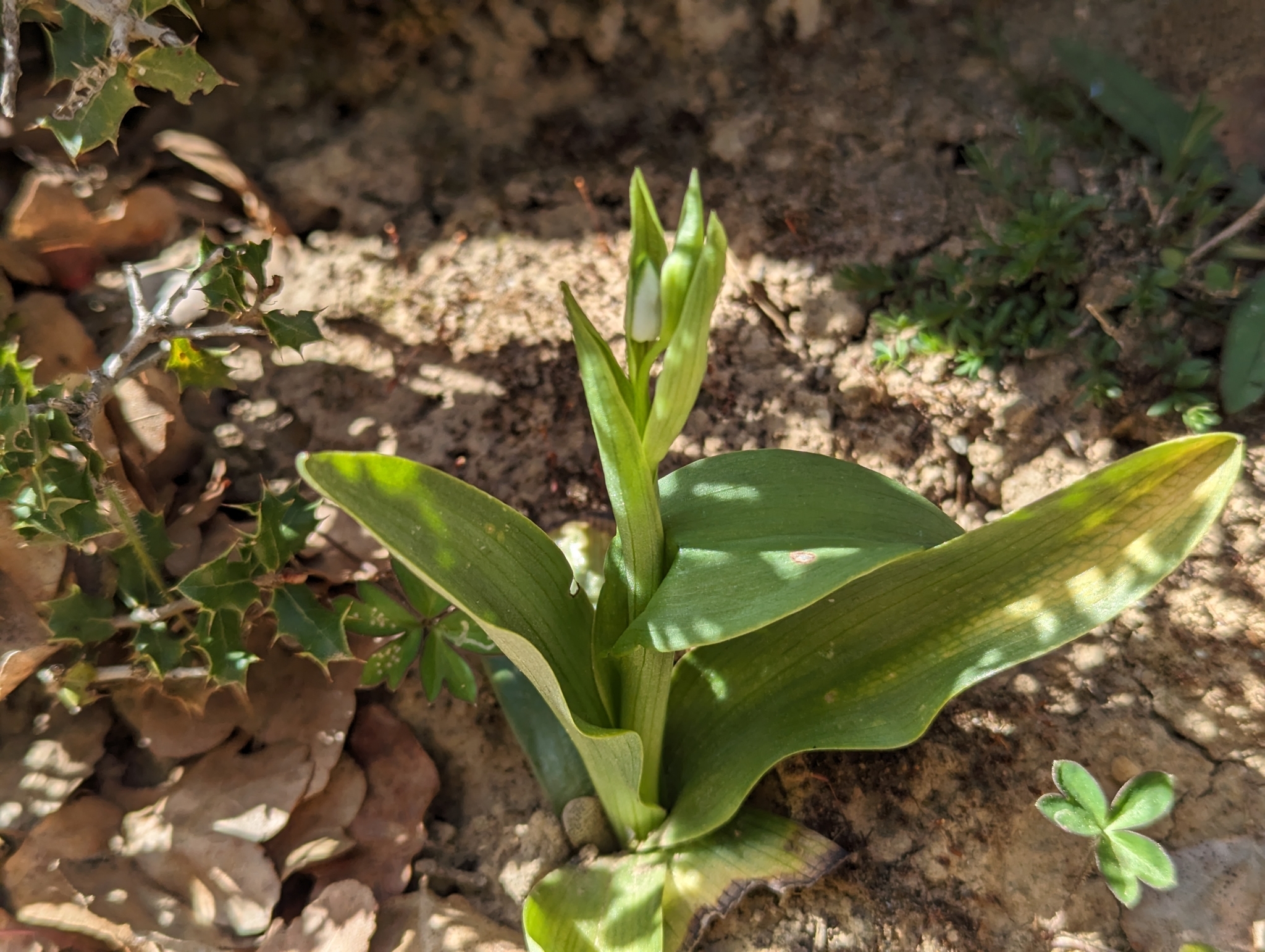 The Hood-Shaped Cephalanthera (Cephalanthera cucullata)