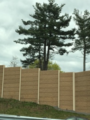 Pinus strobus