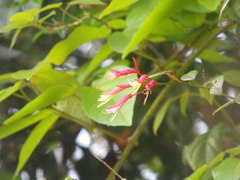 Bauhinia jenningsii