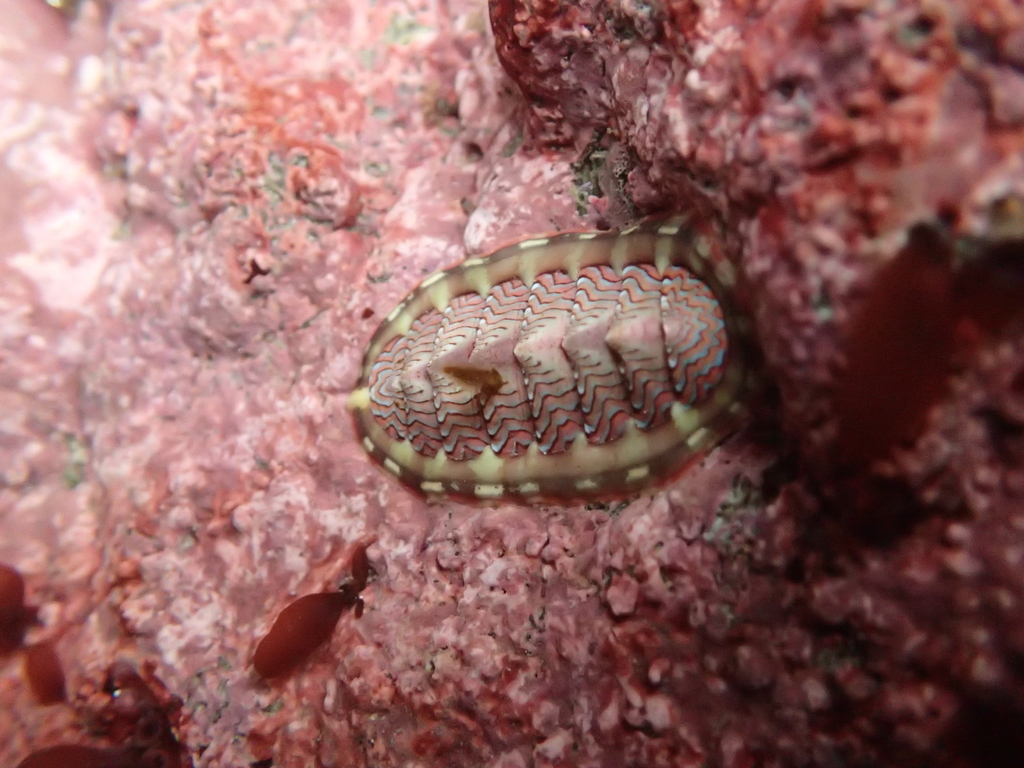 Flame Lined Chiton