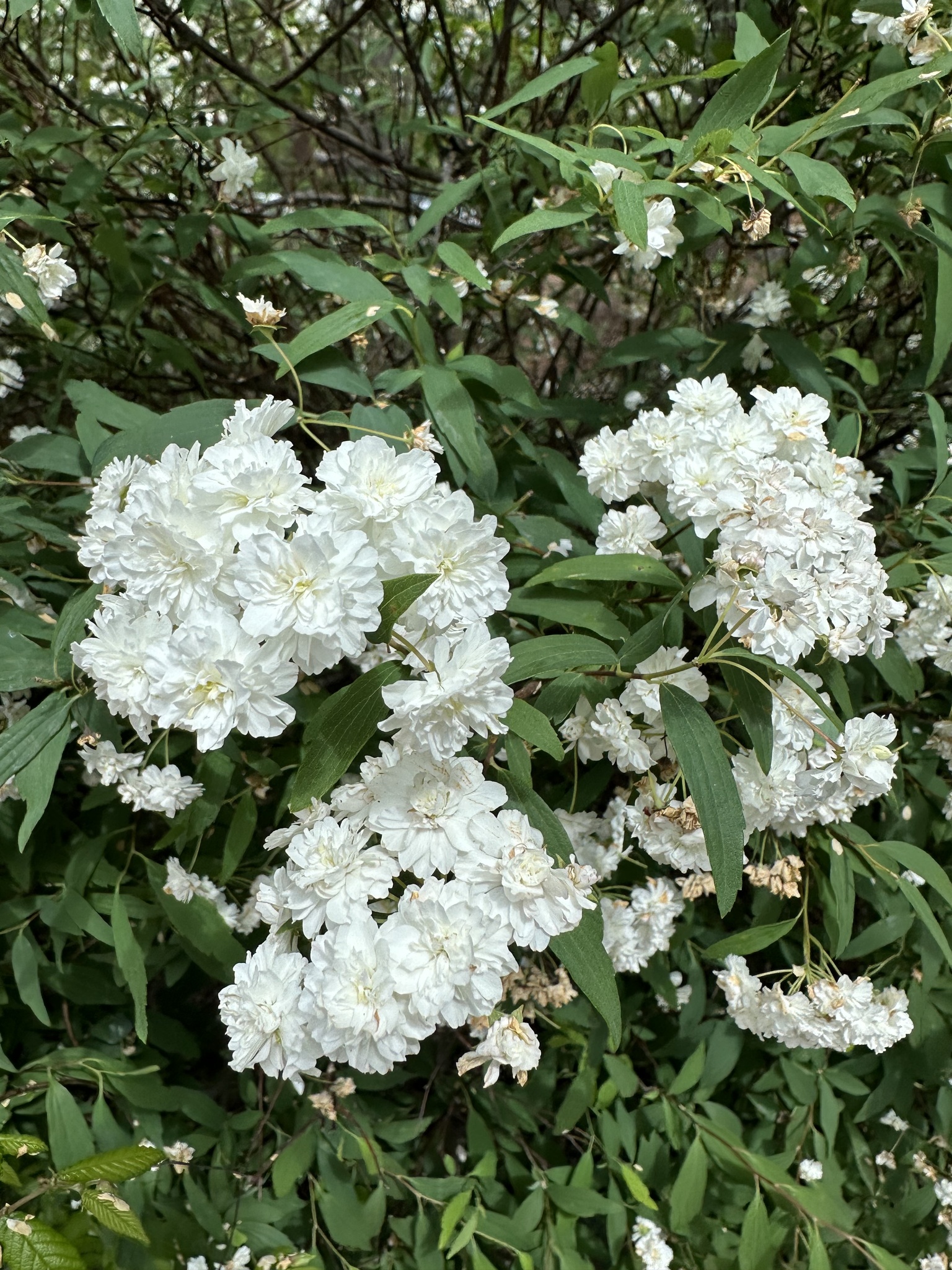 Imagem de Bridal Wreath