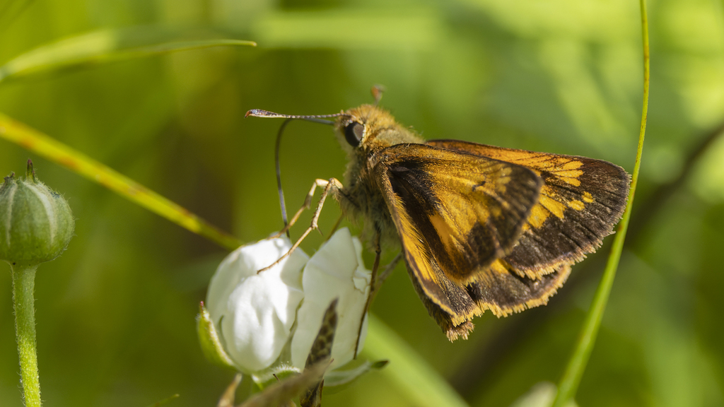 Hobomok Skipper from Big Meadows, Virginia, United States on May 29 ...