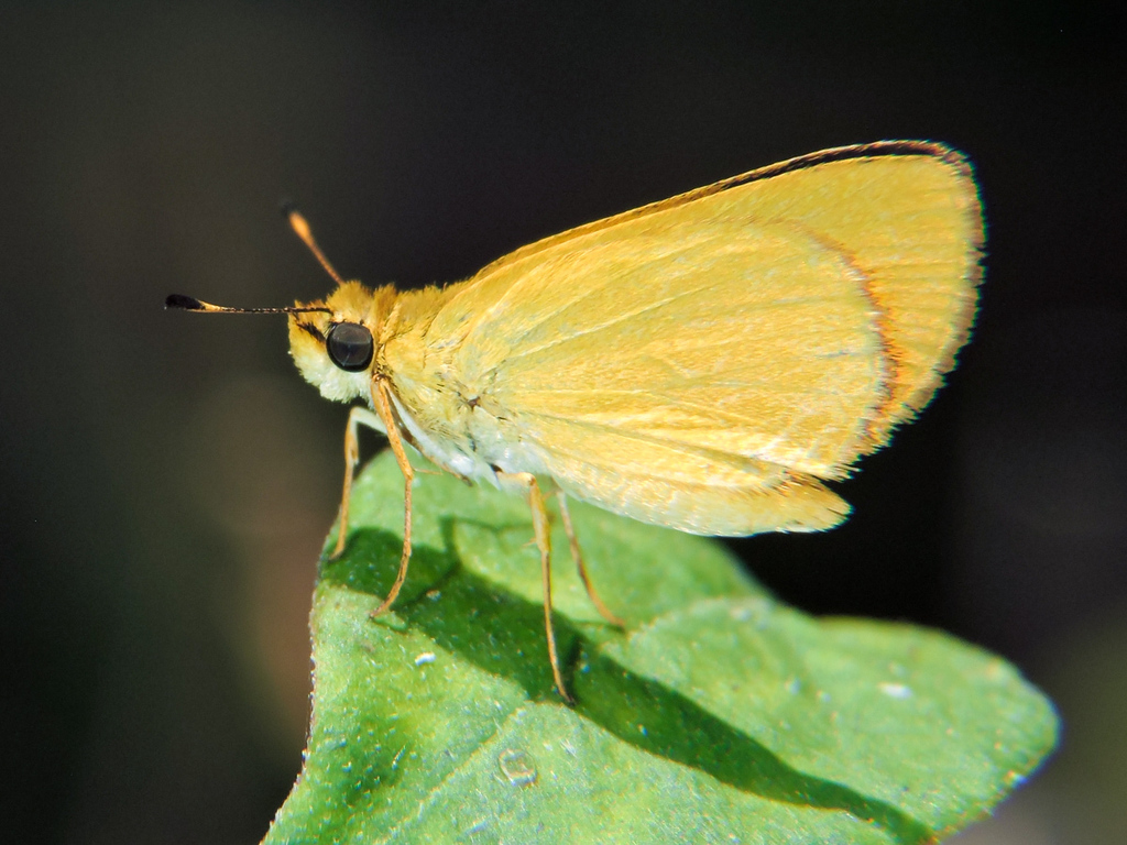 Zariaspes