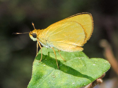 Zariaspes mythecus