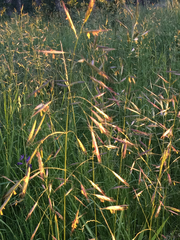 Bromus carinatus
