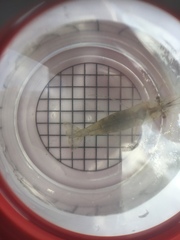 Palaemon macrodactylus