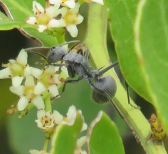 Gymnosporia markwardii