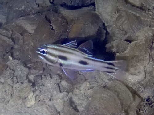 Nine-banded cardinalfish (Ostorhinchus novemfasciatus) — Apogonidae