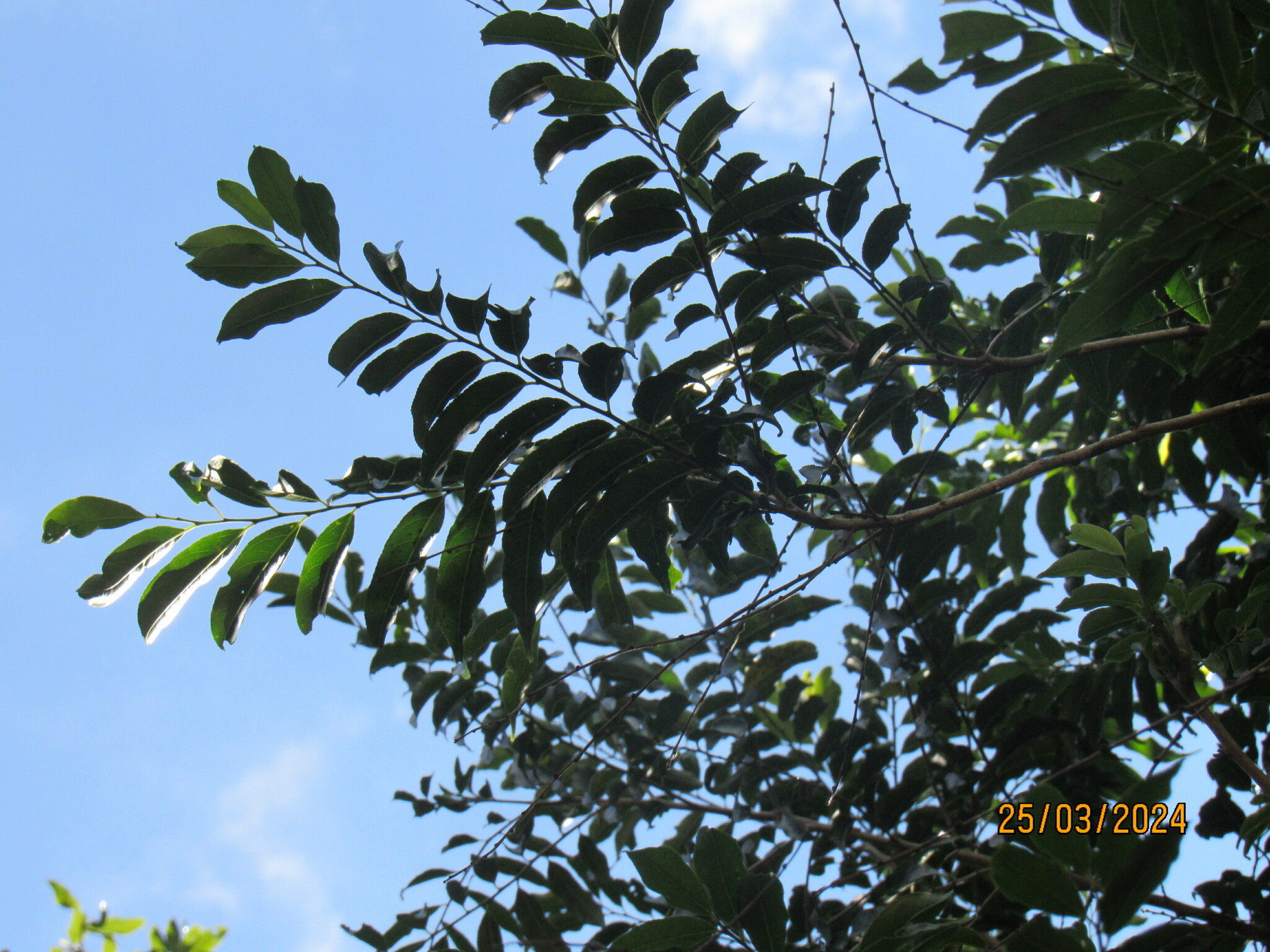 Casearia sylvestris