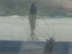 Palaemon macrodactylus