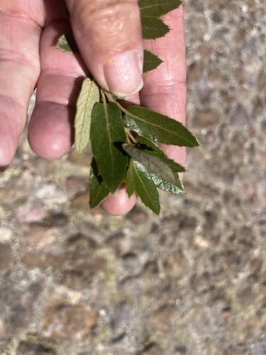 Quercus eduardi, photograph 4