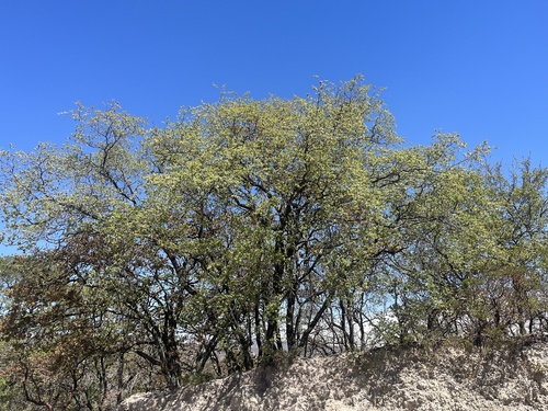 Quercus eduardi, photograph 5