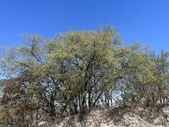 Quercus eduardi, photograph Jim Riley, CC0, iNaturalist via GBIF