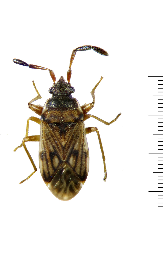 Brentiscerus putoni
