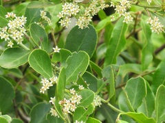 Gymnosporia markwardii