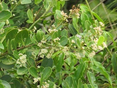 Gymnosporia markwardii