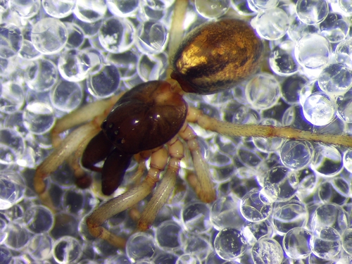 Enoplognatha gemina