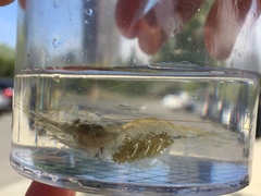 Palaemon macrodactylus