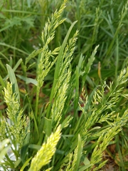Poa annua