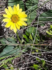Silphium gracile