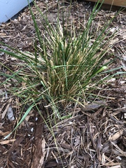 Calamagrostis × acutiflora