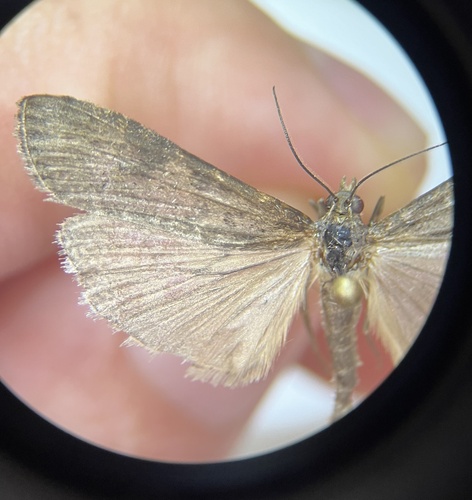 iNaturalist observation photo of Knot-horn Moths