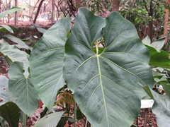 Anthurium faustomirandae