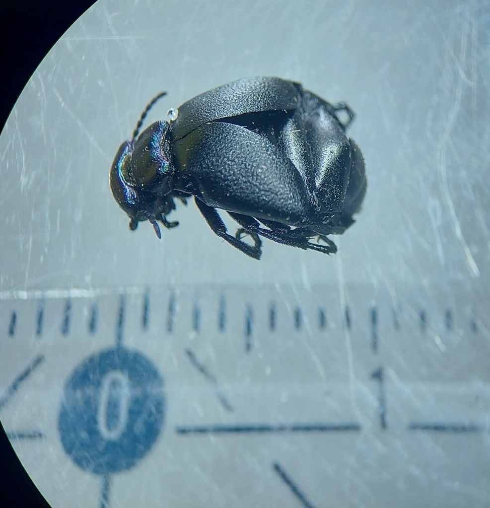 Meloe decorus from 64589 Stockstadt am Rhein, Germany on March 21, 2024