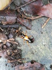 Carcinophora americana