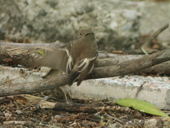 Ficedula hypoleuca hypoleuca